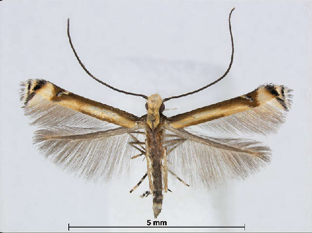 Image of Eteoryctis deversa (Meyrick 1922)