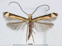 Image of Eteoryctis deversa (Meyrick 1922)