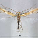 Image of Phyllocnistis Quercusspinosa