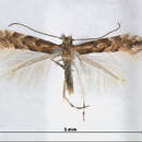 Image of Phyllonorycter hikosana (Kumata 1963)