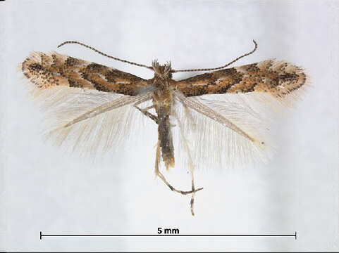 Phyllonorycter hikosana (Kumata 1963)的圖片