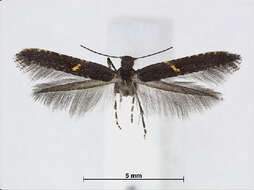 Image of Caloptilia semifasciella Kumata 1966