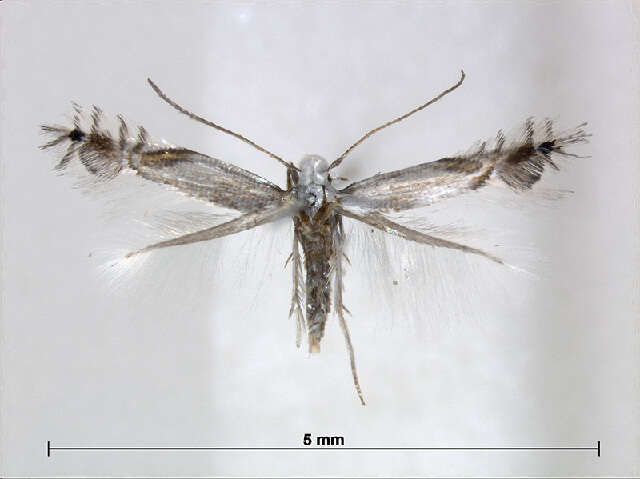 Image of Phyllocnistis cornella Ermolaev 1987