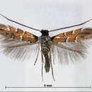 صورة Phyllonorycter melacoronis (Kumata 1963)