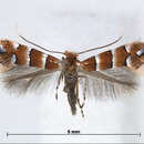 Phyllonorycter stephanandrae (Kumata 1967) resmi