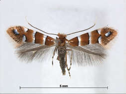 Image of Phyllonorycter stephanandrae (Kumata 1967)