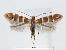 Image of Phyllonorycter stephanandrae (Kumata 1967)