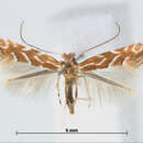 Image de Phyllonorycter styracis (Kumata 1963)