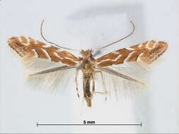 Image of Phyllonorycter styracis (Kumata 1963)