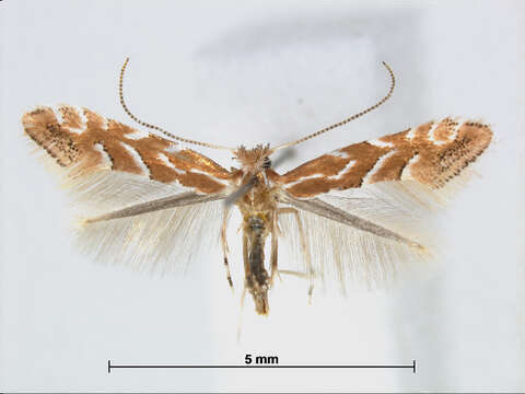 Plancia ëd Phyllonorycter styracis (Kumata 1963)