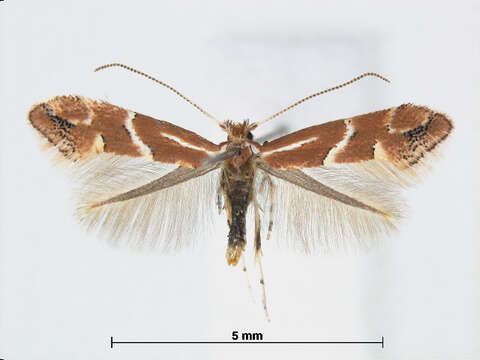 Image de Phyllonorycter celtidis (Kumata 1963)