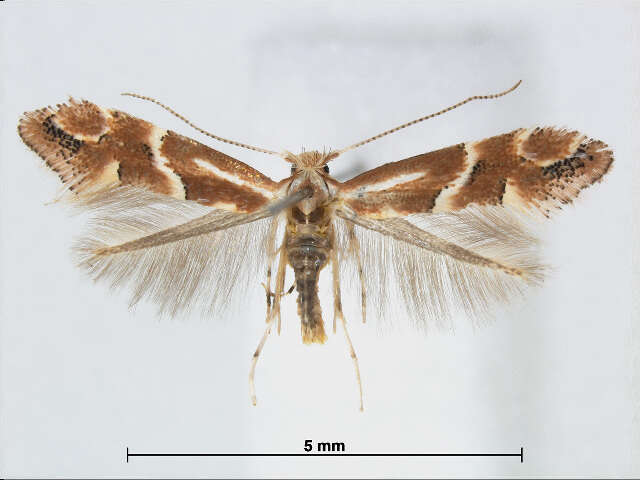 Plancia ëd Phyllonorycter celtidis (Kumata 1963)