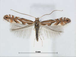 Phyllonorycter cretata (Kumata 1957) resmi