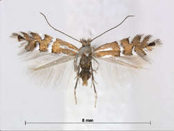 Image de Phyllonorycter anderidae (W. Fletcher 1885)