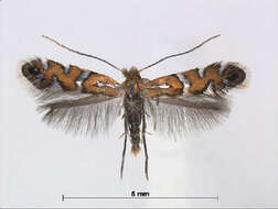 Image of Phyllonorycter nigrescentella (Logan 1851)