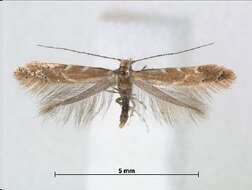 Image of Goldenrod Leaf Miner