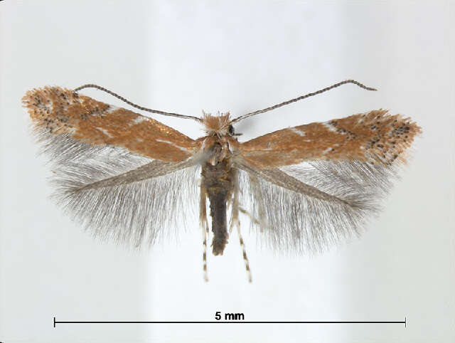 Слика од Cremastobombycia lantanella Busck 1910