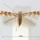 صورة Phyllonorycter stephanota (Meyrick 1907)