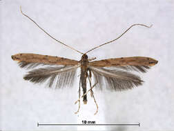 Image of Caloptilia laurifoliae (M. Hering 1927)