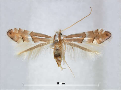 Image of Phyllonorycter nipponicella (Issiki 1930)