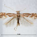 صورة Phyllonorycter rostrispinosa (Kumata 1963)