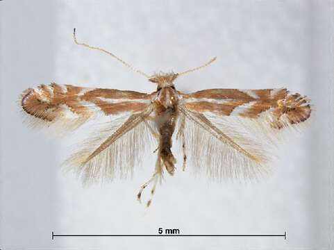 صورة Phyllonorycter rostrispinosa (Kumata 1963)