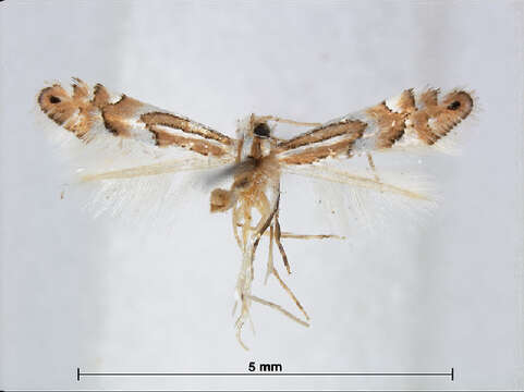 Image of Phyllonorycter kamijoi (Kumata 1963)