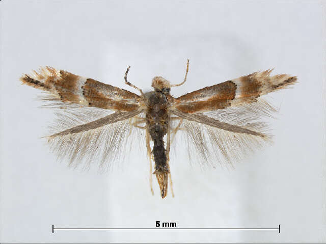 Image of Phyllonorycter japonica (Kumata 1963)