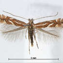 Image of Phyllonorycter ringoniella (Matsumura 1931)
