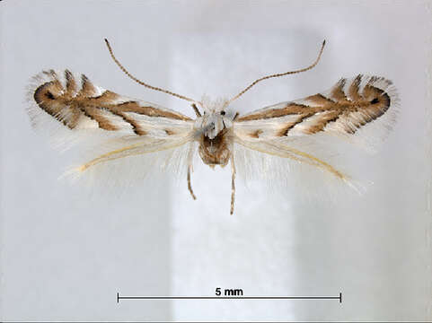 Image of Phyllonorycter nigristella (Kumata 1957)