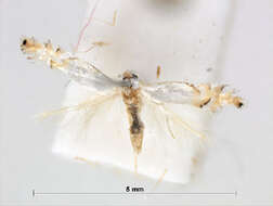 Слика од Phyllonorycter clemensella (Chambers 1871)