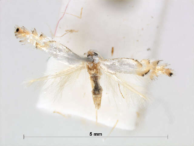 Слика од Phyllonorycter clemensella (Chambers 1871)