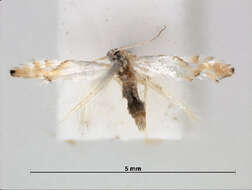 Слика од Phyllonorycter clemensella (Chambers 1871)