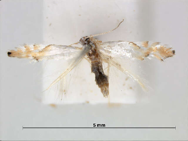 Слика од Phyllonorycter clemensella (Chambers 1871)