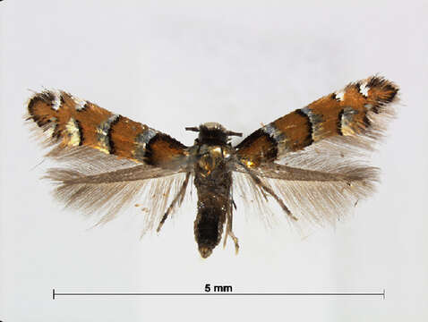 Chrysaster ostensackenella (Fitch 1859) resmi