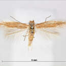 Image of Phyllonorycter nevadensis Walsingham 1908