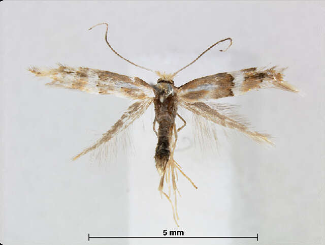 Phyllonorycter hilarella (Zetterstedt 1839)的圖片