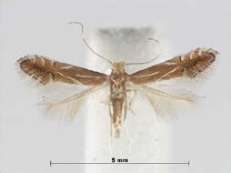 صورة Phyllonorycter basistrigella (Clemens 1859)