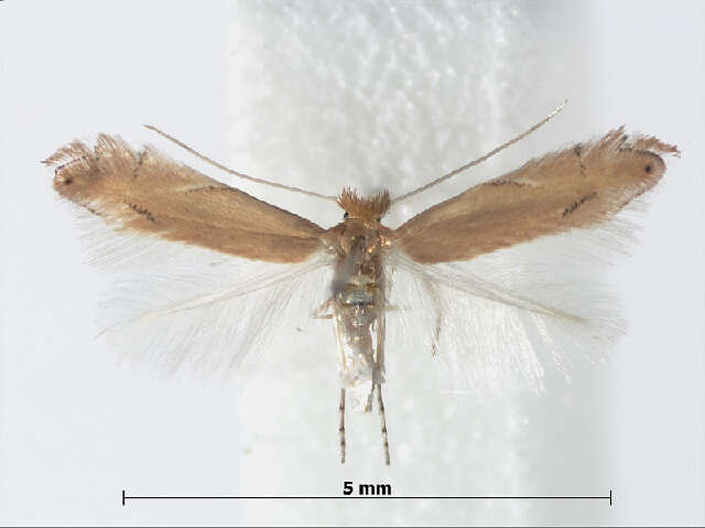 Phyllonorycter delitella (Duponchel 1843) resmi