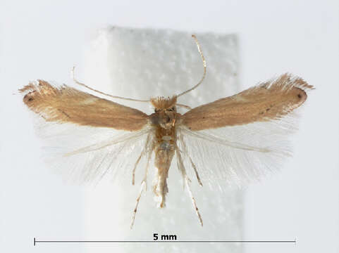 Phyllonorycter delitella (Duponchel 1843) resmi