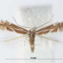 صورة Phyllonorycter mannii (Zeller 1846)