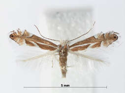 Image of Phyllonorycter mannii (Zeller 1846)