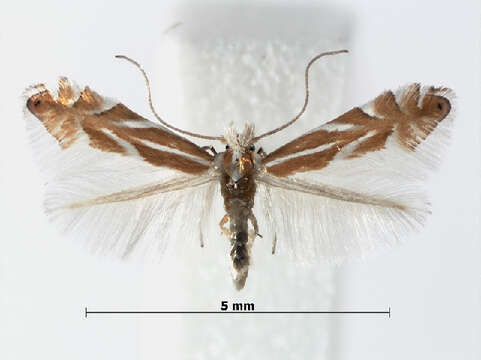 Phyllonorycter mannii (Zeller 1846)的圖片