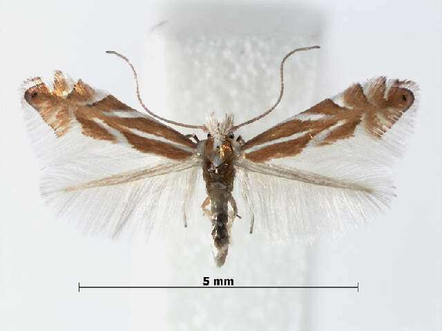 Image of Phyllonorycter mannii (Zeller 1846)