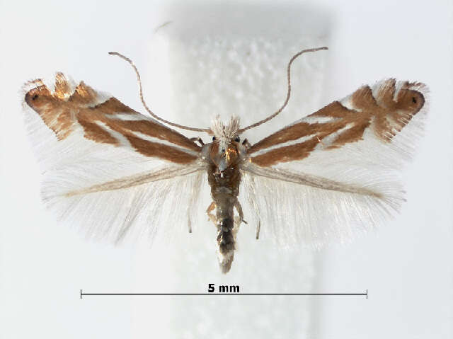 Phyllonorycter mannii (Zeller 1846)的圖片