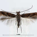 صورة Phyllonorycter acaciella (Duponchel 1843)