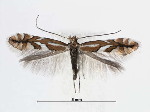 صورة Phyllonorycter mespilella (Hübner 1805)