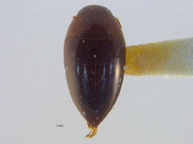 Image de Hydrocanthus