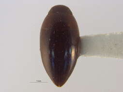Image de Hydrocanthus