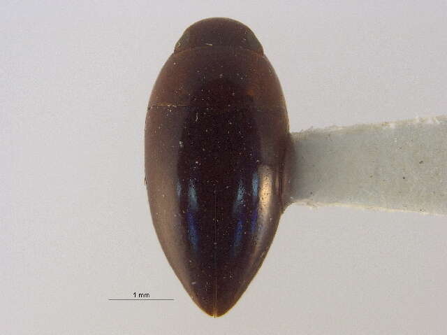 Image de Hydrocanthus